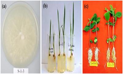 Gibberellins Producing <mark class="highlighted">Endophytic Fungus</mark> Porostereum spadiceum AGH786 Rescues Growth of Salt Affected Soybean